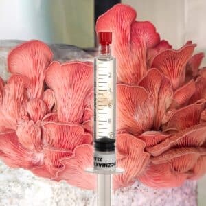 Grzybnia Płynna Boczniak Różowią