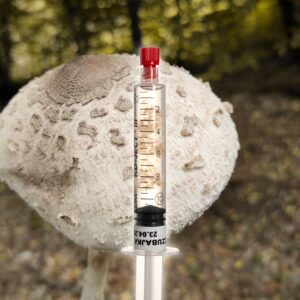 Grzybnia Płynna Czubajka Kania