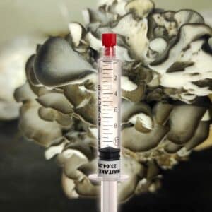 Grzybnia Płynna Maitake