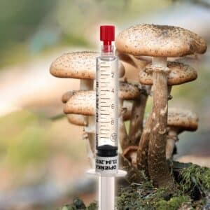 Grzybnia Płynna Opieńka Miodowa