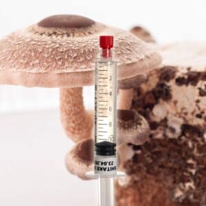 Grzybnia Płynna Shitake