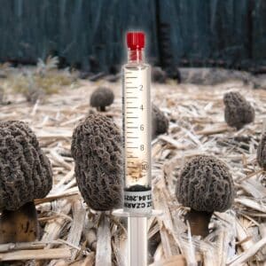 Grzybnia Płynna Smardz Czarny