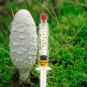 Czernidłak Kołpakowaty Grzybnia Płynna