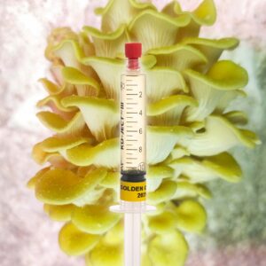 Grzybnia Płynna Boczniak Cytrynowy