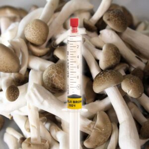 Grzybnia Płynna Bokownik Wiązkowy