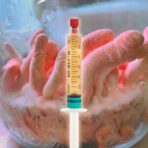 Grzybnia Płynna Cordyceps Militaris