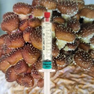 Grzybnia Płynna Łuskwiak Tłustawy