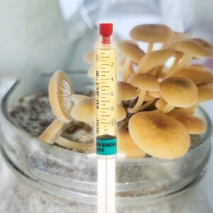 Grzybnia Płynna Płomiennica Zimowa