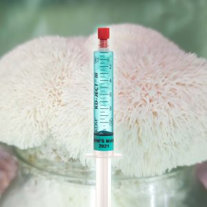 Grzybnia Płynna Soplówka Jeżowata