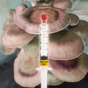 Boczniak Czarna Perla Grzybnia Płynna