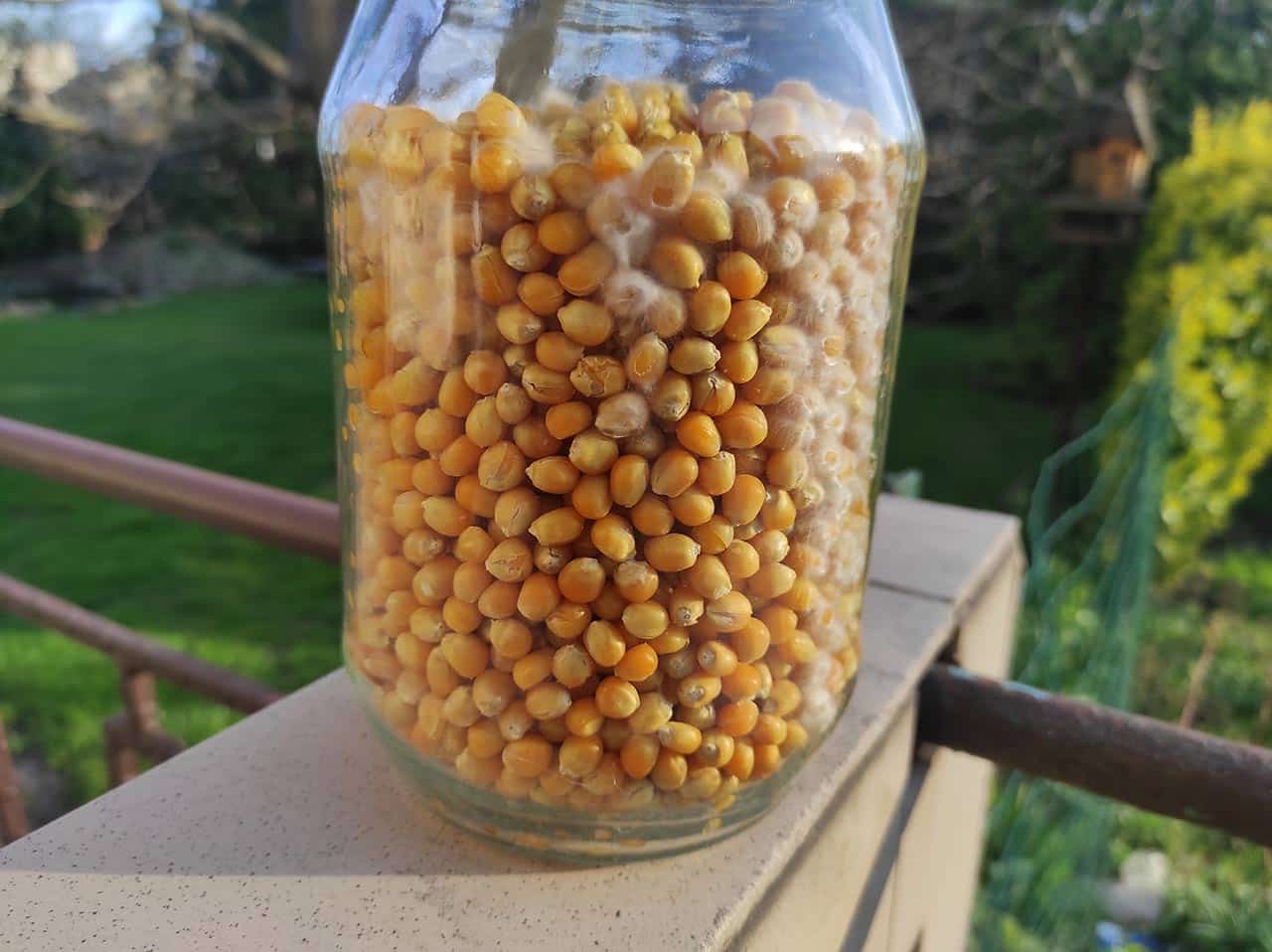 Grzybnia Płynna Instrukcja Szczepienia