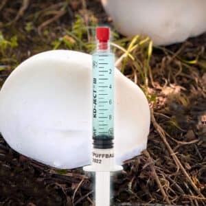 Grzybnia Płynna Czasznica Olbrzymia