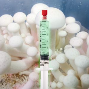 Grzybnia Płynna Bokownik Wiązkowy Biały