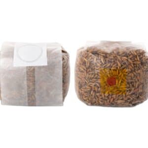 Ziarno do hodowli grzybów 500gram