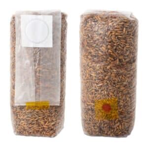 Ziarno sterylne do hodowli grzybów