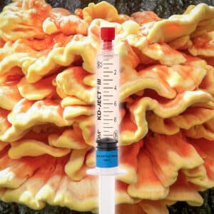 Grzybnia Płynna Żółciak Siarkowy