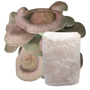 Boczniak Czarna Perla podłoże