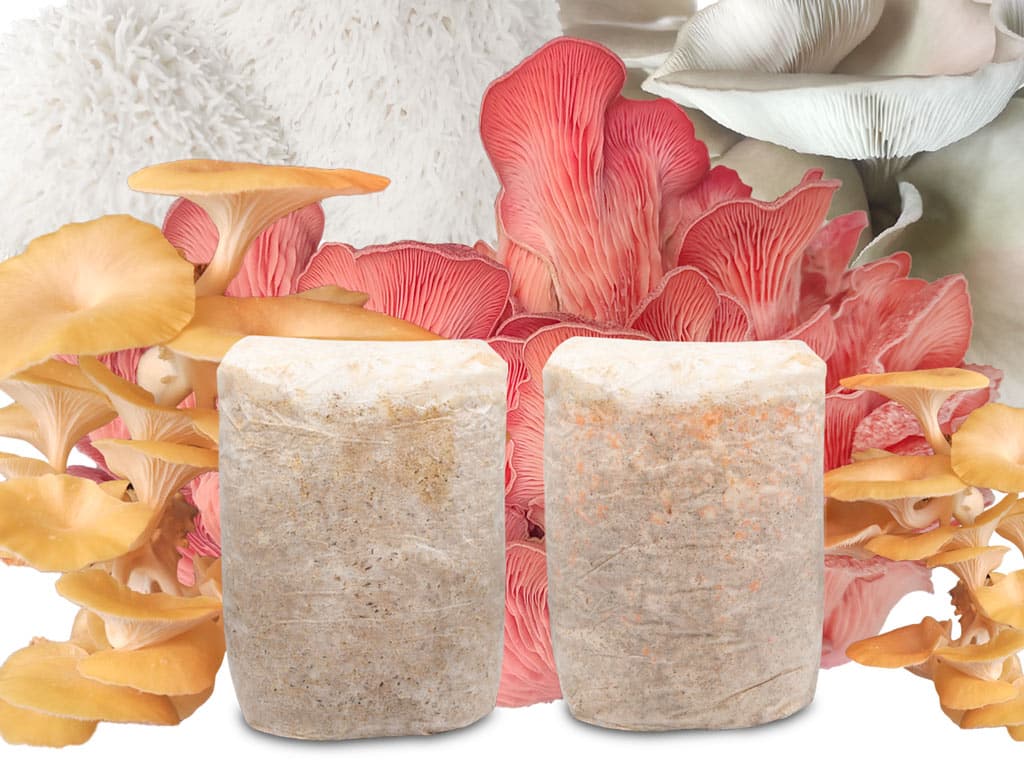 Gotowe podłoża grzybów