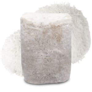 Soplówka Jeżowata Podłoże