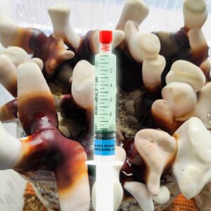 Black Rejshii Grzybnia Płynna