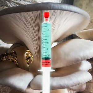 Boczniak Niebieski Grzybnia Płynna