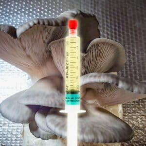 Boczniak Niebieski Krolewski Grzybnia Plynna