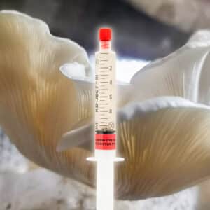 Boczniak Osikowy Grzybnia Płynna