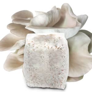 Boczniak Ostrygowaty Grzybnia na Ziarnie 1000 gram