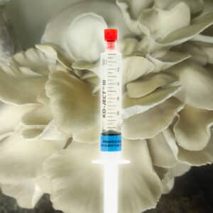 Boczniak Perłowa Księżniczka