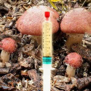 Pierścieniak Uprawny Grzybnia Płynna