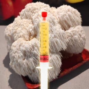 Solówka Jeżowata Ciepłolubna Grzybnia Płynna