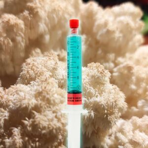 Solówka Niedźwiedzia Głowa Grzybnia Płynna