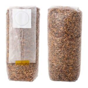 Ziarno do Uprawy Grzybów