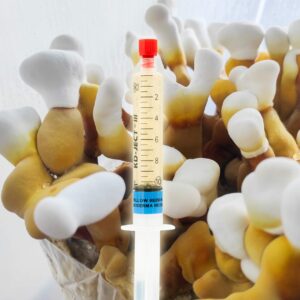 Żółte Rejshi Grzybnia Płynna