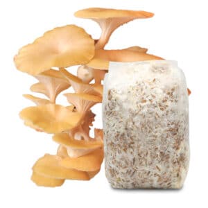 Boczniak Cytrynowy Grzybnia