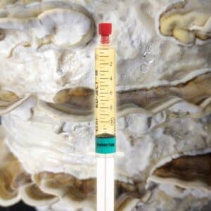 Wrośniak Różnobarwny Grzybnia Płynna