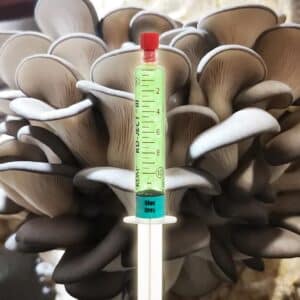 Grzybnia Płynna Boczniak Ostrygowaty Blue-Grey