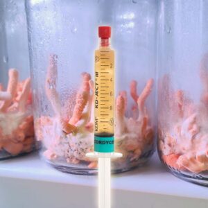 Grzybnia Płynna Cordyceps Militaris MX2