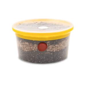 Growkit z portem iniekcyjnym