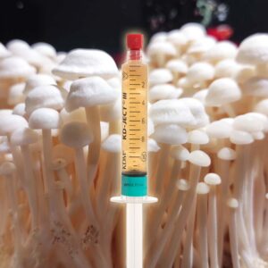 Białe Enoki Grzybnia Płynna