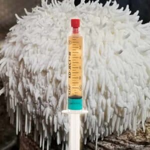 Lion's Mane Grzybnia Płynna Belgijska