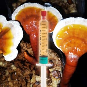 Red Reishi Lingzi Grzybnia Płynna