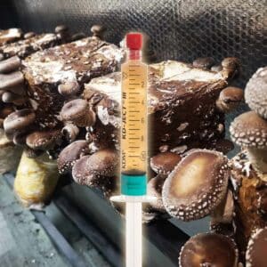 Shiitake WR046 Grzybnia Płynna