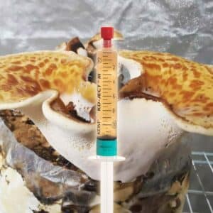 Żagwiak Łuskowaty Grzybnia Płynna