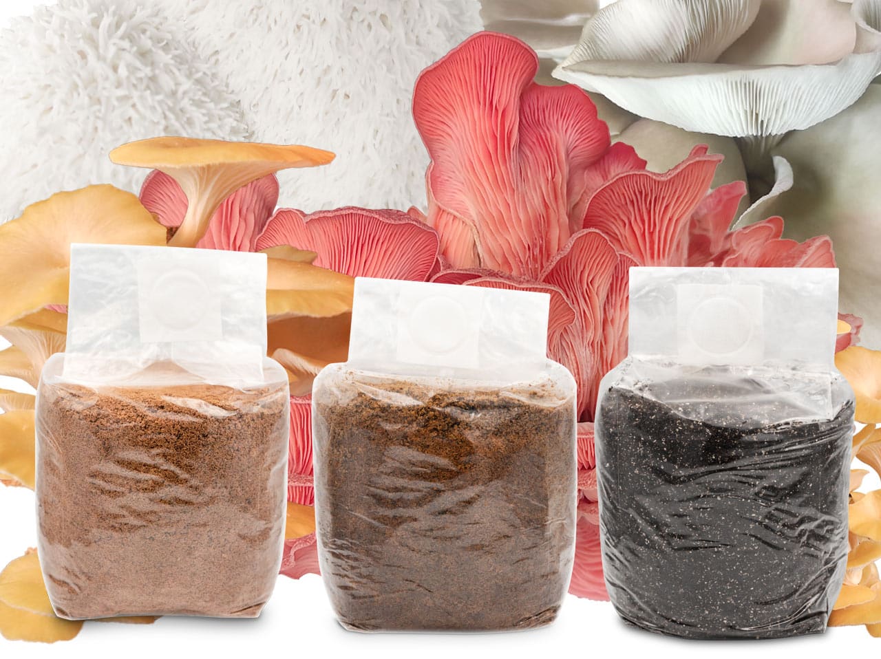 Sterylne substraty do hodowli grzybów