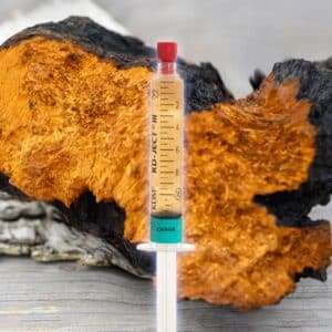 Chaga Grzybnia