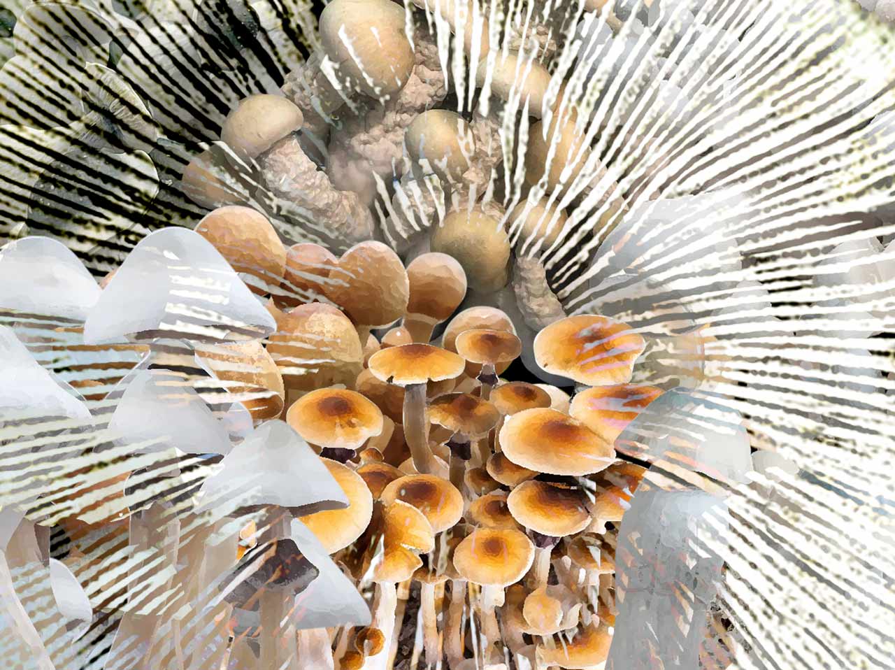 Psilocybe Cubensis Grzybnia Płynna