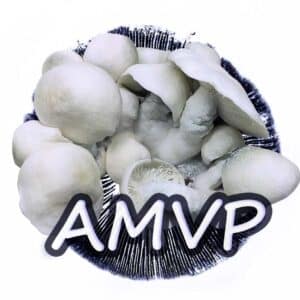 AMVP Grzybnia Płynna