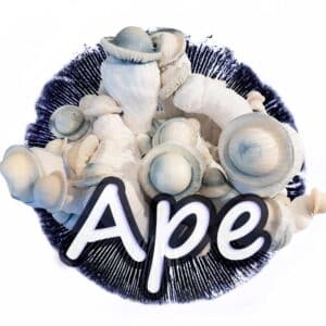 Ape Grzybnia Płynna