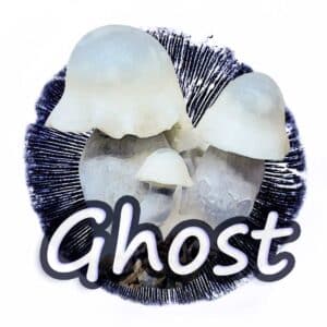 Gost Grzybnia Płynna